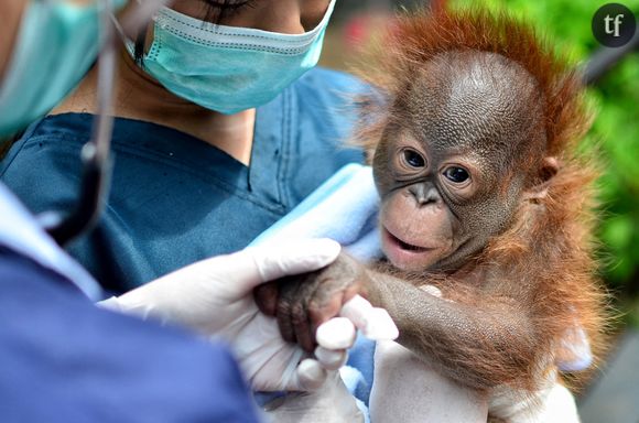 La libération de ces animaux avait eu lieu grâce au courage de Karmele Llano, une vétérinaire espagnole.