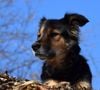 Car nos amis à poils sont curieux de tout, des autres chiens, des autres humains. Tu suis leurs pas (et pas l’inverse) et forcément, tu te retrouves à interagir avec de parfaits inconnus. Ca n’a l’air de rien, mais le chien fait à ce titre office d’allié à la sociabilité, d’intermédiaire direct entre les humains. Il devient le remède à la solitude, et à l’anonymat, qui caractérisent les grandes villes.