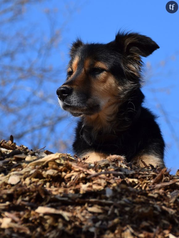 Car nos amis à poils sont curieux de tout, des autres chiens, des autres humains. Tu suis leurs pas (et pas l’inverse) et forcément, tu te retrouves à interagir avec de parfaits inconnus. Ca n’a l’air de rien, mais le chien fait à ce titre office d’allié à la sociabilité, d’intermédiaire direct entre les humains. Il devient le remède à la solitude, et à l’anonymat, qui caractérisent les grandes villes.