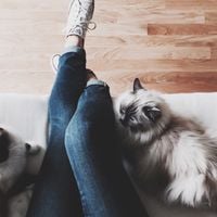 Les chats comprennent mieux le consentement que les mecs, démontre cette créatrice de contenus en images