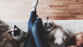 Les chats comprennent mieux le consentement que les mecs, démontre cette créatrice de contenus en images