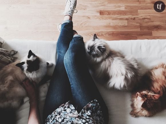 Les chats comprennent mieux le consentement que les mecs, démontre cette créatrice de contenus en images