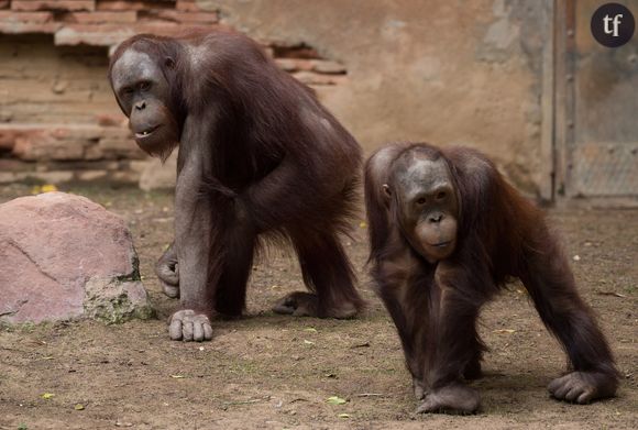 Les faits remontent à 2007. On avait alors découvert Pony, une orang-outan entièrement lavée, rasée, parfumée et portant du rouge à lèvre.