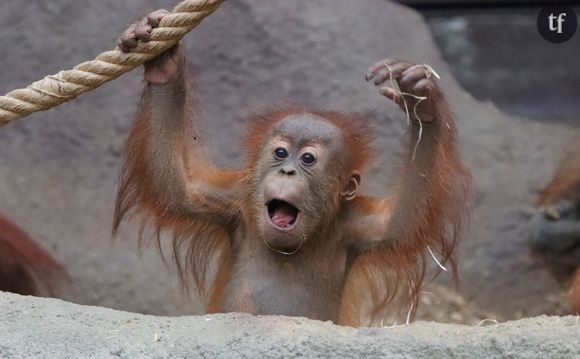 L'animal ainsi que d'autres de ses congénères étaient livré aux clients d'un bordel de Bornéo, en Indonésie.