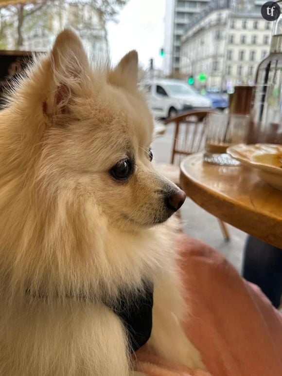 LE CHIEN