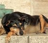 Quand tu as un chien, les gens s’arrêtent, te questionnent, complimentent… Ils s’intéressent et en plus, le consentement est respecté : demande pour une caresse, une photo…