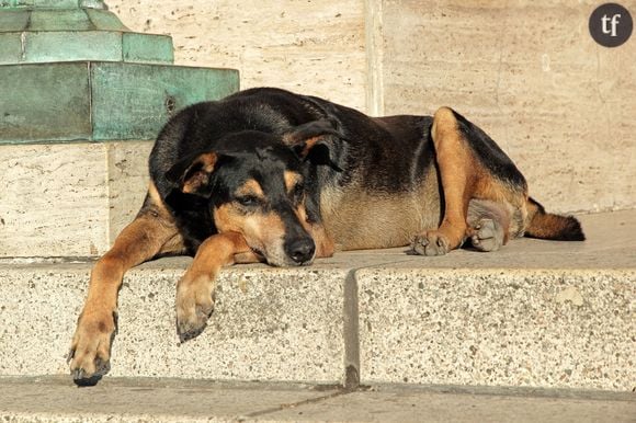 Quand tu as un chien, les gens s’arrêtent, te questionnent, complimentent… Ils s’intéressent et en plus, le consentement est respecté : demande pour une caresse, une photo…