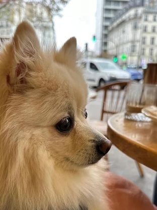 Ton chien te sauve de la solitude urbaine : c'est politique, on t'explique tout