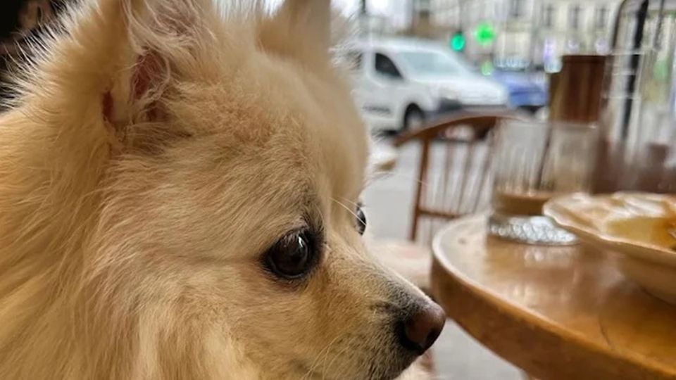 Ton chien te sauve de la solitude urbaine : c'est politique, on t'explique tout