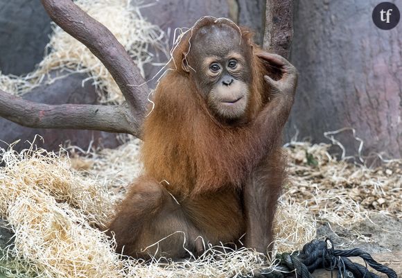Une pétition avait été lancée expliquant que les orangs-outans femelles étaient régulièrement employées pour satisfaire les désirs sexuelles des clients de ce bordel ainsi que de plusieurs autres en Thaïlande.