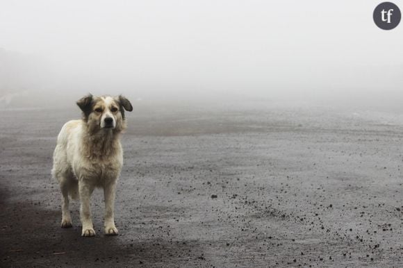 “Posséder un chien élargit mon cercle social. Dès mes premières sorties, j'ai intégré une société secrète : les « amoureux des chiens ».Pendant que les chiens reniflent ou jouent, les humains discutent. Explorer le monde avec son chien permet de lever le voile sur bien des aspects de la société humaine.” (Everyday Sociology)