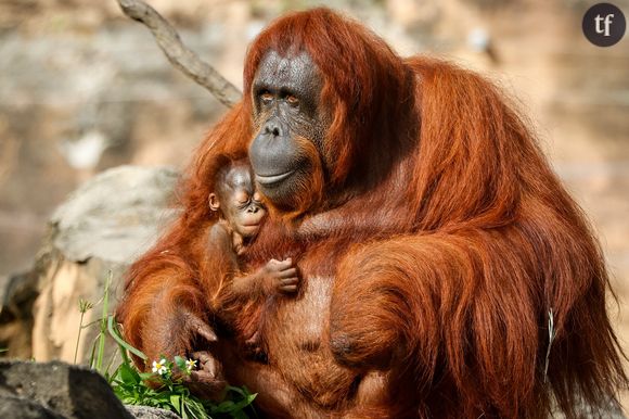 Dans une vidéo publiée sur Tiktok le 3 avril, on redécouvre l'histoire effroyable de ces femelles orangs-outans maltraitées.